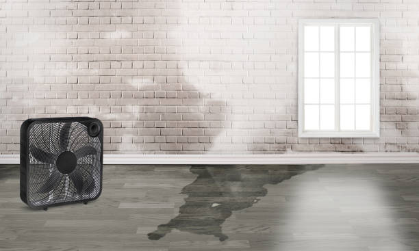 Best Carpet water damage restoration  in Cheat Lake, WV
